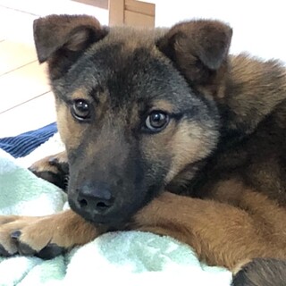 ルイ　　男の子