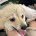 4歳の女の子、とっても人が好きで可愛い子です
