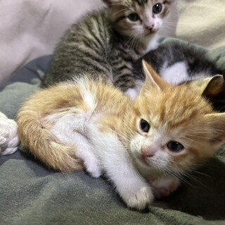 にゃんズ(=ﾟωﾟ=)