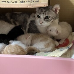 名古屋市緑区猫の譲渡会 サムネイル3