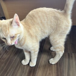 名古屋市緑区猫の譲渡会 サムネイル1