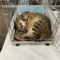 名古屋市緑区猫の譲渡会 サムネイル2