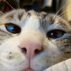 名古屋市緑区猫の譲渡会 サムネイル3