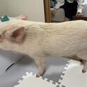 マイクロブタメス ６月で2歳です