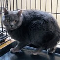 ブリティッシュショートヘア★代理投稿★コッコちゃん