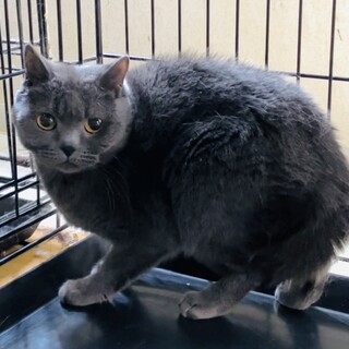 ブリティッシュショートヘア★代理投稿★コッコちゃん