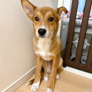 大きなお耳とお目めがかわいい⭐︎コアくん