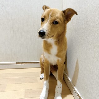 水玉の白ソックスがチャームポイント♡アロちゃん