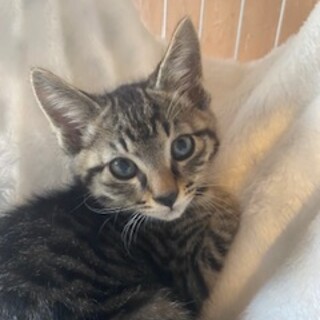 シャイだけど実は甘えん坊なサラちゃん♡