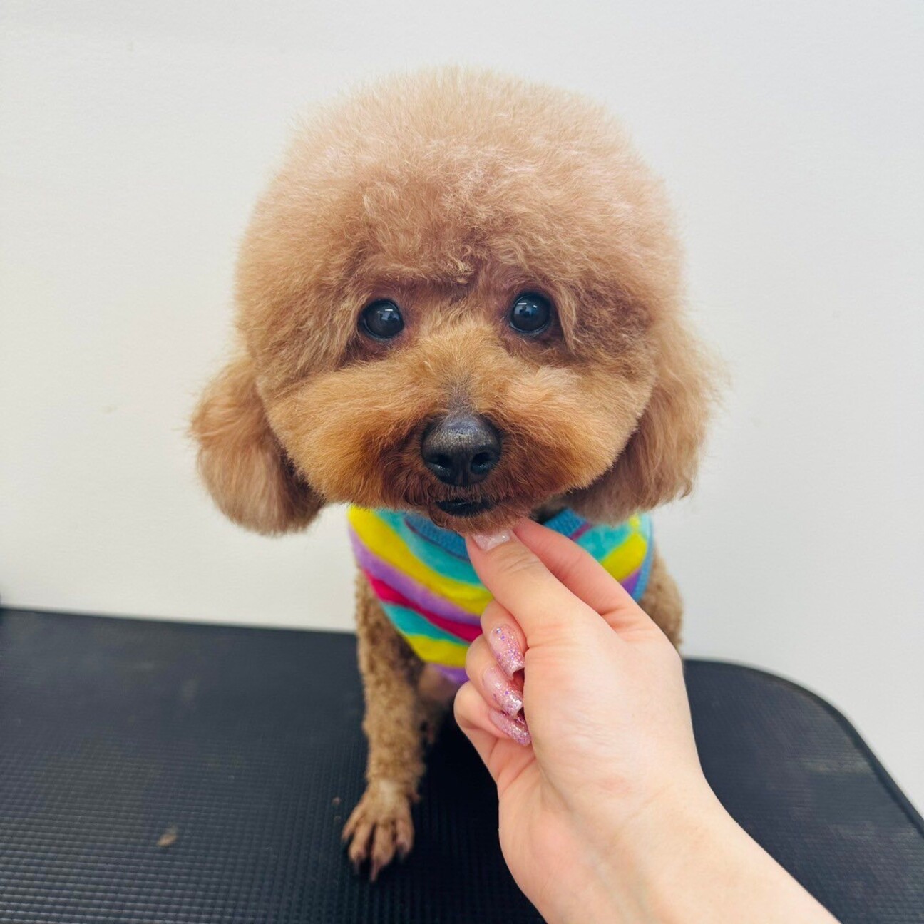 プードル様 リクエスト 2点 まとめ商品 stプードル様 リクエスト 2点