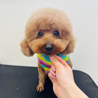 らんちゃんご家族が決まりました！！