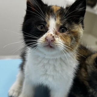 かまってほしいの　アグリちゃん