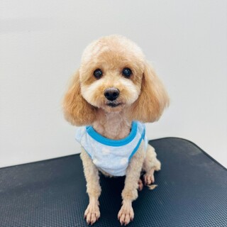 家族が決まりました！