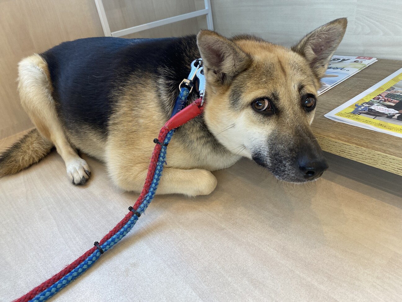 むちむちボディのラナちゃん」長野県 - 犬の里親募集(514677