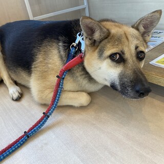 むちむちボディのラナちゃん