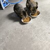 茶色の猫　二匹　保護しています。　 サムネイル5