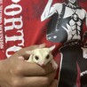 モモンガのお父さん