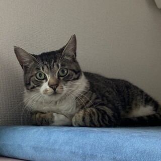 可愛いソックス猫