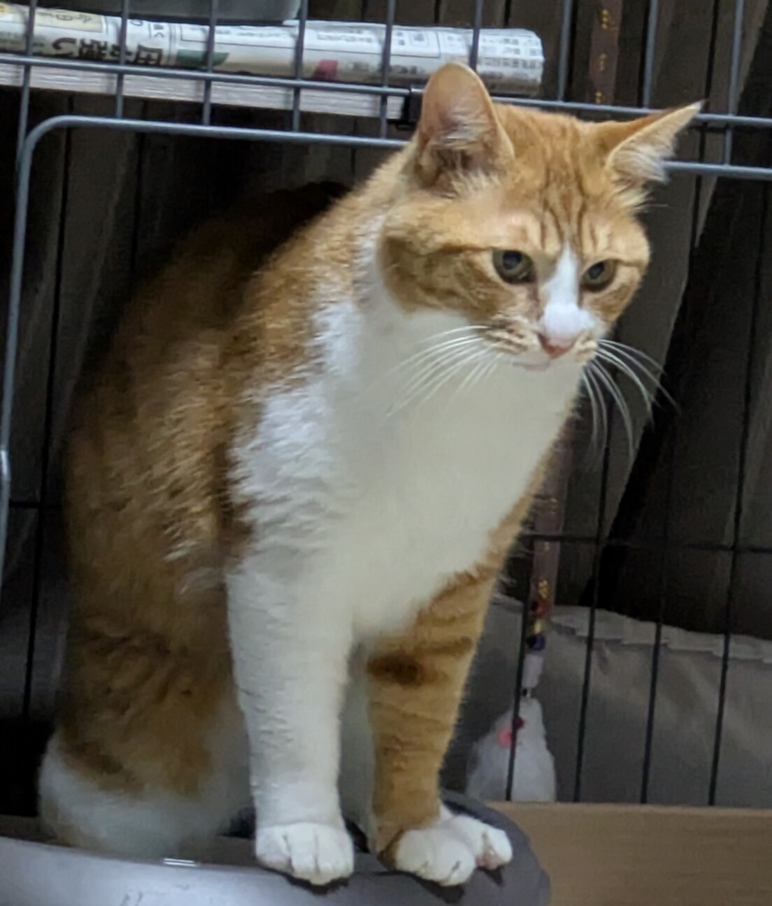 虎太郎（こたろう）