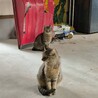 茶色の猫　二匹　保護しています。　 サムネイル2