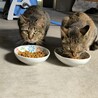 茶色の猫　二匹　保護しています。　 サムネイル3