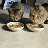 茶色の猫　二匹　保護しています。　 サムネイル6