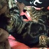 はちおうじろう
