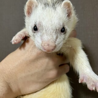 フェレット里親募集