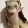 フェレット里親募集 サムネイル4