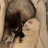 フェレット里親募集 サムネイル6