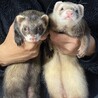 フェレット里親募集 サムネイル7