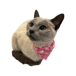 撫でられるの大好きシニアさん！！