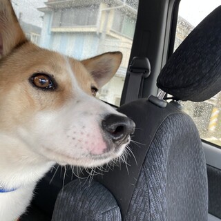 背中の模様がチャームポイントのもみじ