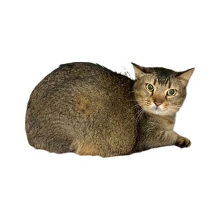 内気な男の子イチローくん【ソマリ×トンキニーズ】