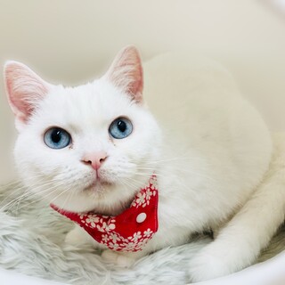 人大好き！天使な構ってちゃん！【宝塚市】