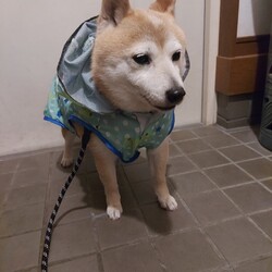 「なんてこと‼️お迎えしてすぐ((( ；ﾟДﾟ)))」サムネイル2