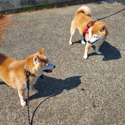 「なんてこと‼️お迎えしてすぐ((( ；ﾟДﾟ)))」サムネイル3