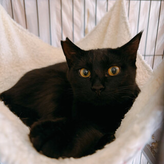 6/8譲渡会ෆ⃛ハンモック大好きෆ⃛くまちゃん