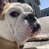 (急募)温厚で癒し サムネイル3