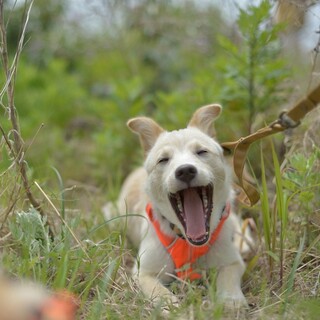 宮古島から来たわんぱくボーイのニコ