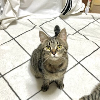 お茶目なキジ猫ロンロンちゃん