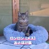 お茶目なキジ猫ロンロンちゃん サムネイル7