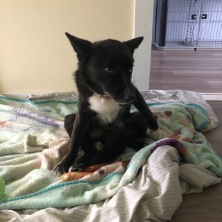 飼えなくなったので里親募集