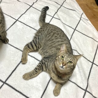 賢いじゃれ猫ポプラ君