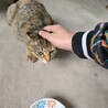 茶色の猫　二匹　保護しています。　 サムネイル7