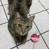 賢いじゃれ猫ポプラ君 サムネイル2
