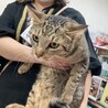 賢いじゃれ猫ポプラ君 サムネイル4