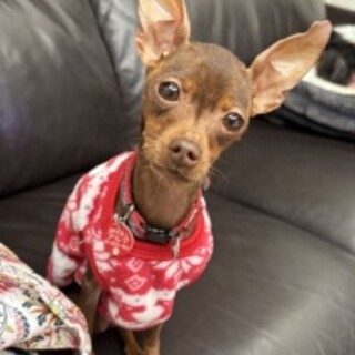 ミニチュアピンシャー♀ミオ　７歳