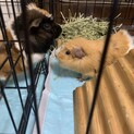 モルモット2ひきの里親募集します！