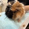 モルモット2ひきの里親募集します！ サムネイル3